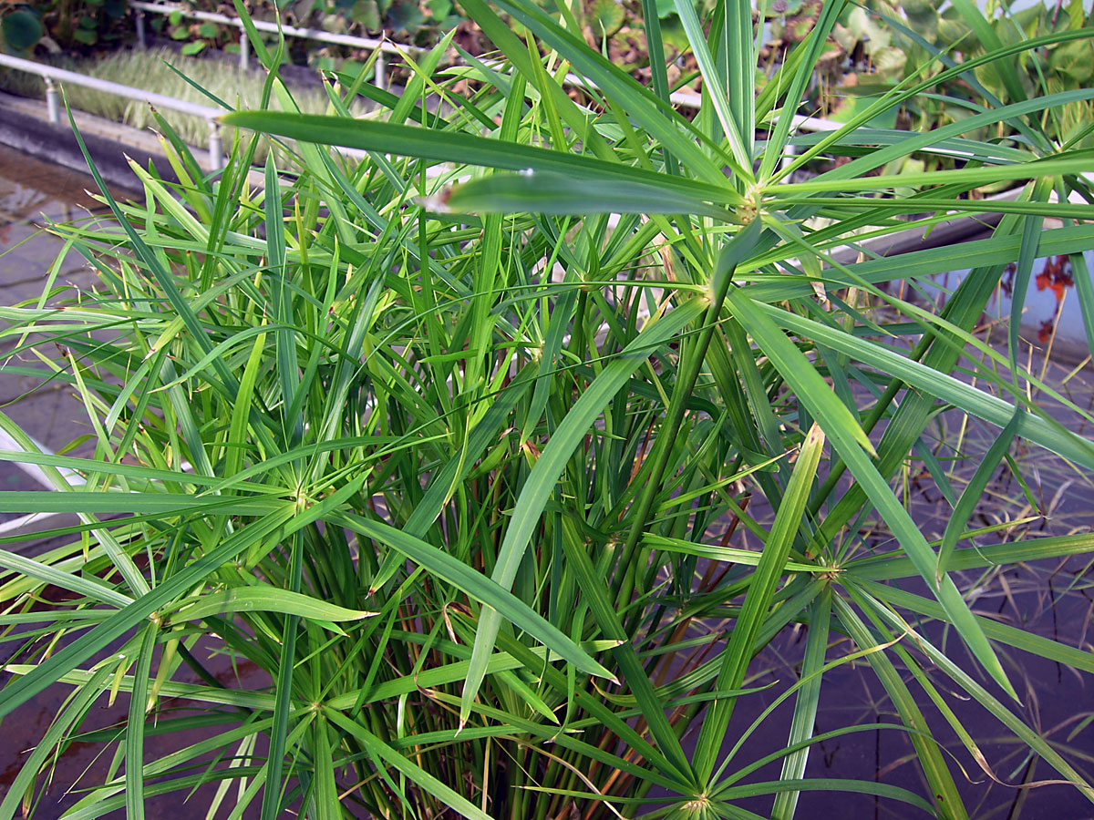 Cyperus alternifolius papyrus plant kopen Maréchal