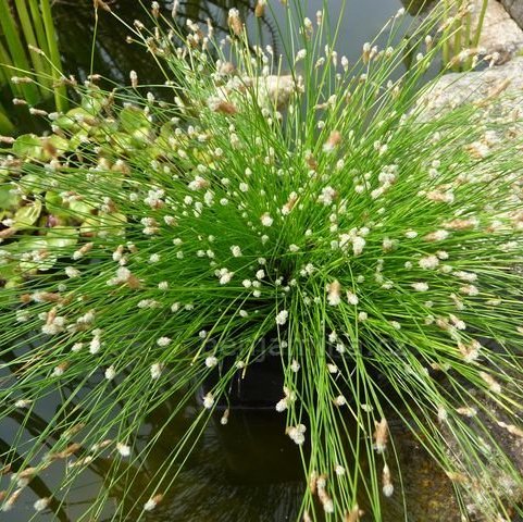 Scirpus cernuus naaldgras kopen Maréchal