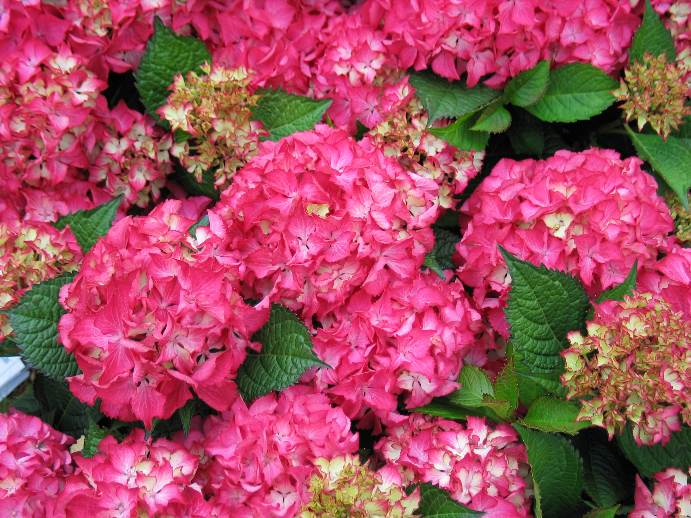Hydrangea macrophylla 'Selma' - hortensia kopen | Maréchal