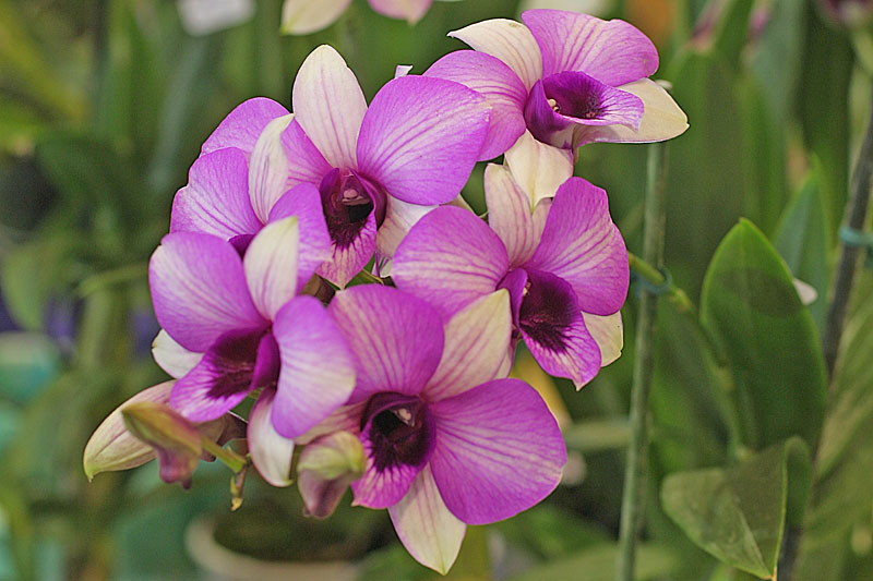 orchidee bloemen vallen af dendrobium hybride veredelde orchidee kopen mar 233 chal orchidee bloemen vallen af dendrobium hybride veredelde orchidee kopen mar 233 chal