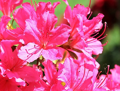 Azalea japonica ‘Mme van Hecke’ - azalea