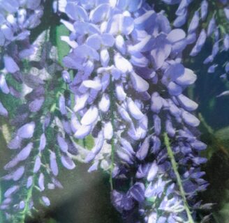 Wisteria sinensis ‘Prolific’ - blauwe regen