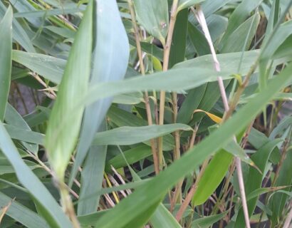 Fargesia robusta ‘Pingwu’ - bamboe
