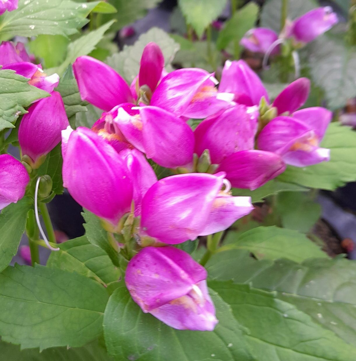 Chelone obliqua - schildpadbloem