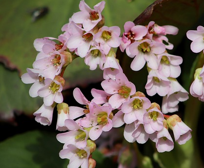 Bergenia ‘Silberlicht’  (grote pot) - schoenlappersplant