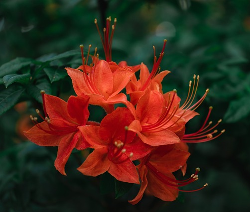 Azalea japonica ‘Geisha Orange’ - azalea