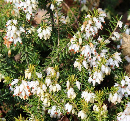 Erica darleyensis ‘White Perfection’ - winterheide, dopheide