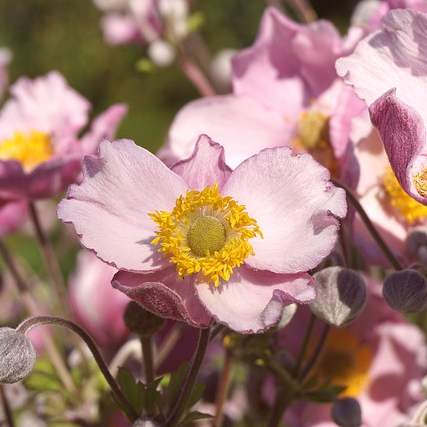 Anemone hybrida ‘Serenade’ - herfstanemoon