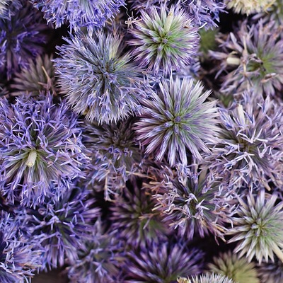 Echinops ritro - kogeldistel