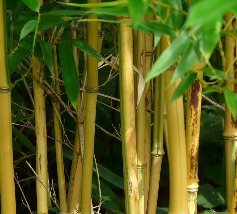 Phyllostachys aureosulcata ‘Aureocaulis’ - reuzebamboe