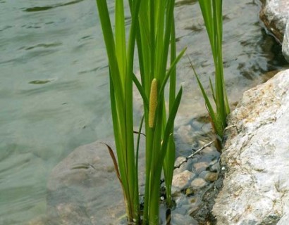 Acorus calamus - kalmoes