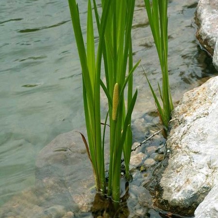 Acorus calamus - kalmoes