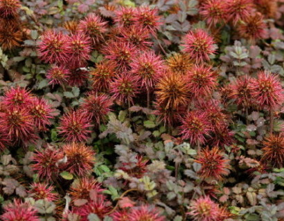 Acaena microphylla ‘Kupferteppich’ - stekelnootje