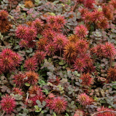 Acaena microphylla ‘Kupferteppich’ - stekelnootje