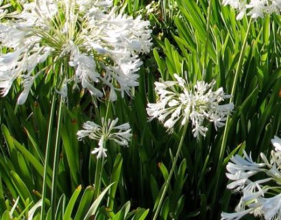 Agapanthus africanus ‘Albus’ - afrikaanse lelie, tuberoos