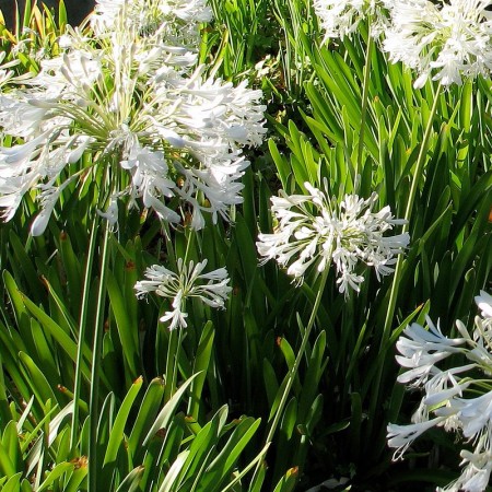 Agapanthus africanus ‘Albus’ - afrikaanse lelie, tuberoos