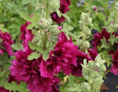 Alcea rosea ‘Chaters Double Purple’ (grote pot) - stokroos