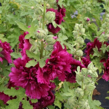 Alcea rosea ‘Chaters Double Purple’ (grote pot) - stokroos