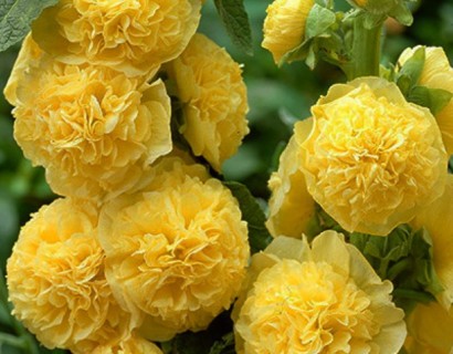 Alcea rosea ‘Charters Double Yellow’ (grote pot) - stokroos