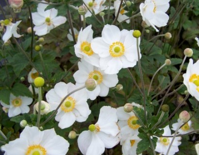 Anemone hybrida ‘Honorine Jobert’ pot 2 liter - herfstanemoon