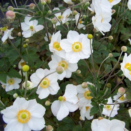 Anemone hybrida ‘Honorine Jobert’ pot 2 liter