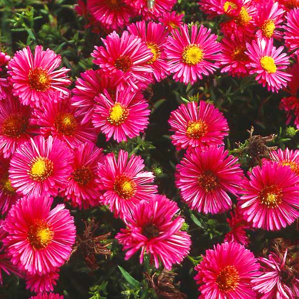 Aster dumosus 'Anneke' planten