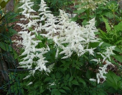 Astilbe (A) ‘Brautschleier’ - pluimspirea