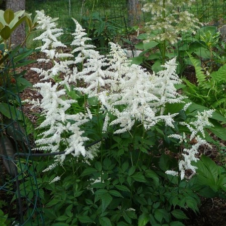 Astilbe (A) ‘Brautschleier’ - pluimspirea