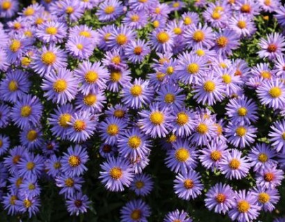 Aster dumosus ‘Prof. Anton Kippenberg’ - herfstaster