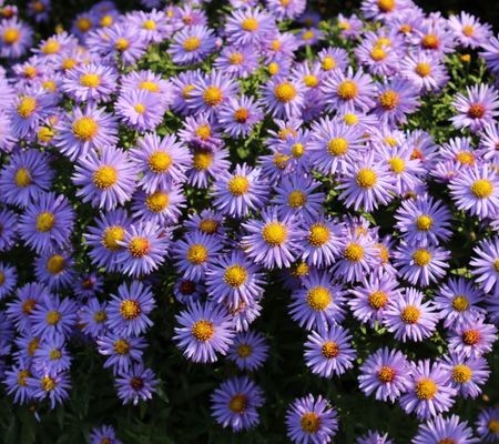 Aster dumosus ‘Prof. Anton Kippenberg’ - herfstaster