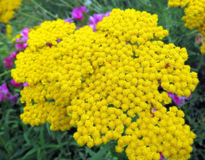 Achillea filipendulina ‘Cloth of Gold’ - duizendblad