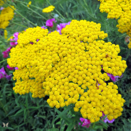 Achillea filipendulina ‘Cloth of Gold’ - duizendblad