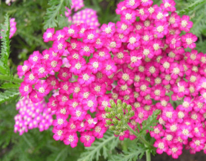 Achillea millefolium ‘Cerise Queen’ - duizendblad