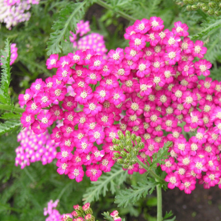 Achillea millefolium ‘Cerise Queen’ - duizendblad