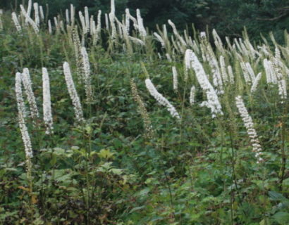 Actaea simplex ‘White Pearl’ - zilverkaars / Christoffelkruid