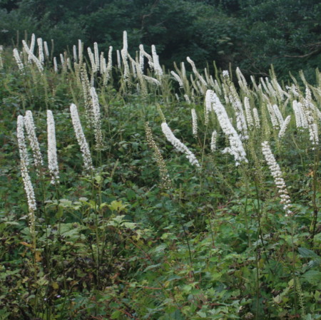 Actaea simplex ‘White Pearl’ - zilverkaars / Christoffelkruid