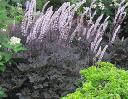 Actaea simplex ‘Brunette’  (grote pot) - zilverkaars / Christoffelkruid