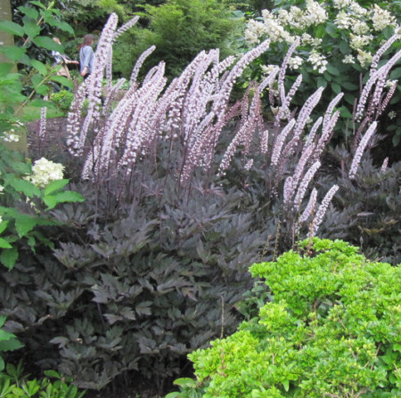 Actaea simplex ‘Brunette’  (grote pot) - zilverkaars / Christoffelkruid