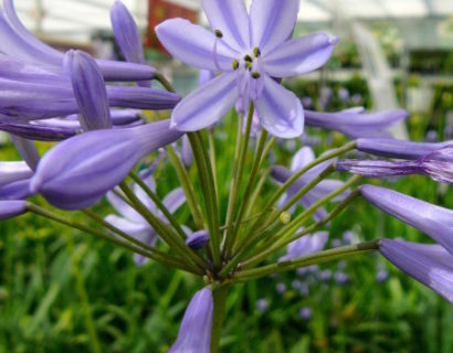 Agapanthus africanus - afrikaanse lelie, tuberoos