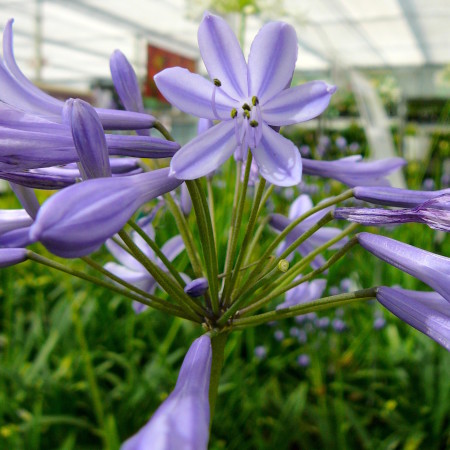 Agapanthus africanus - afrikaanse lelie, tuberoos