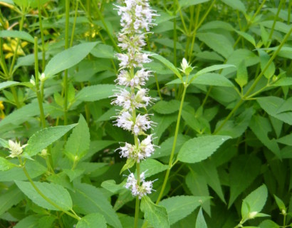 Agastache rugosa ‘Alabaster’ - anijsplant, dropplant