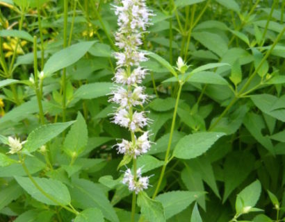 Agastache rugosa ‘Alabaster’ - anijsplant, dropplant