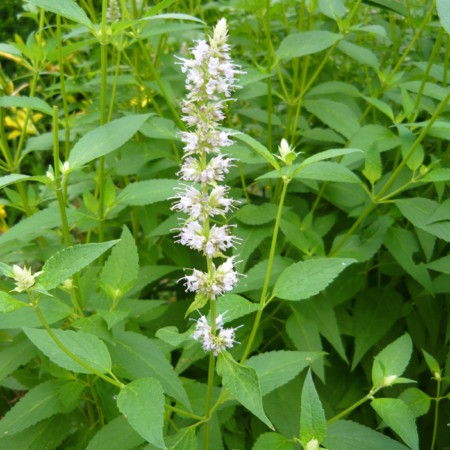 Agastache rugosa ‘Alabaster’ - anijsplant, dropplant