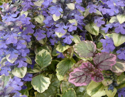 Ajuga reptans ‘Burgundy Glow’ - zenegroen