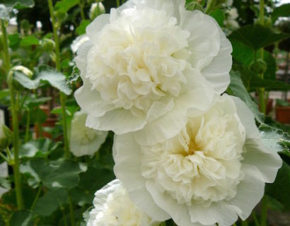 Alcea rosea ‘Chaters Double White’ (grote pot) - stokroos