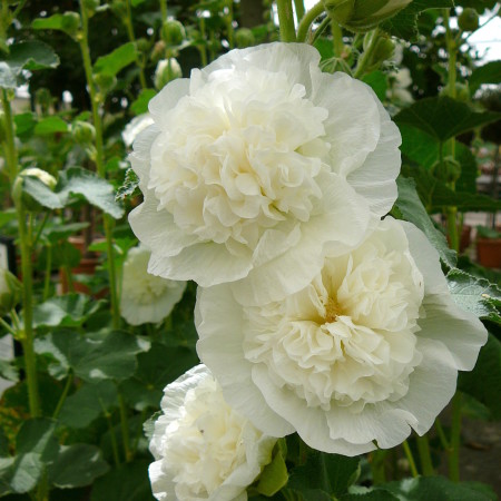 Alcea rosea ‘Chaters Double White’ (grote pot) - stokroos