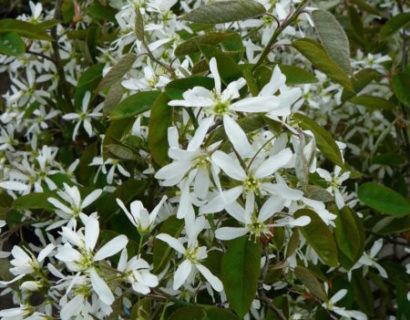 Amelanchier lamarckii - krentenboom