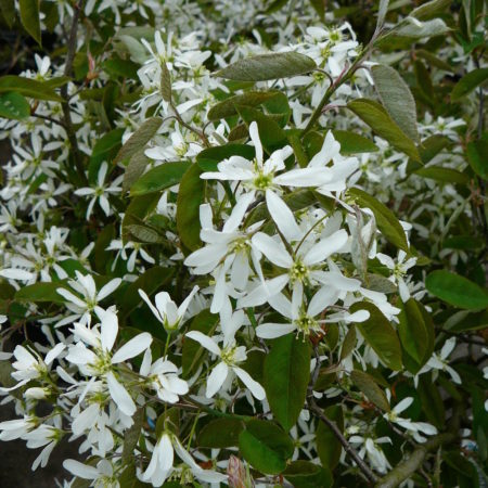 Amelanchier lamarckii - krentenboom