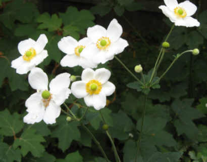 Anemone hybrida ‘Honorine Jobert’ (P9) - herfstanemoon