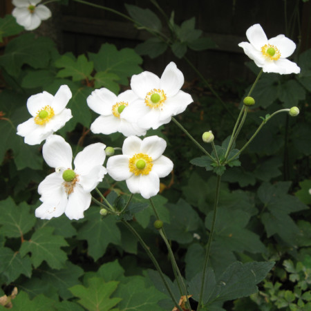 Anemone hybrida ‘Honorine Jobert’ (P9) - herfstanemoon